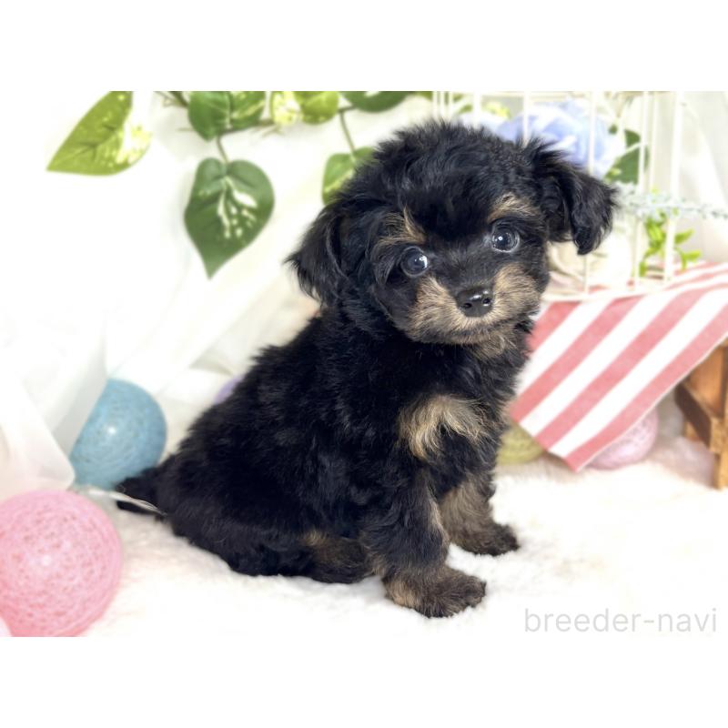 成約済の滋賀県のチワプー:チワワ×トイプードル-408993の3枚目